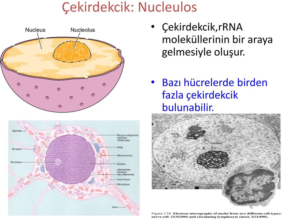 bir araya gelmesiyle oluşur.