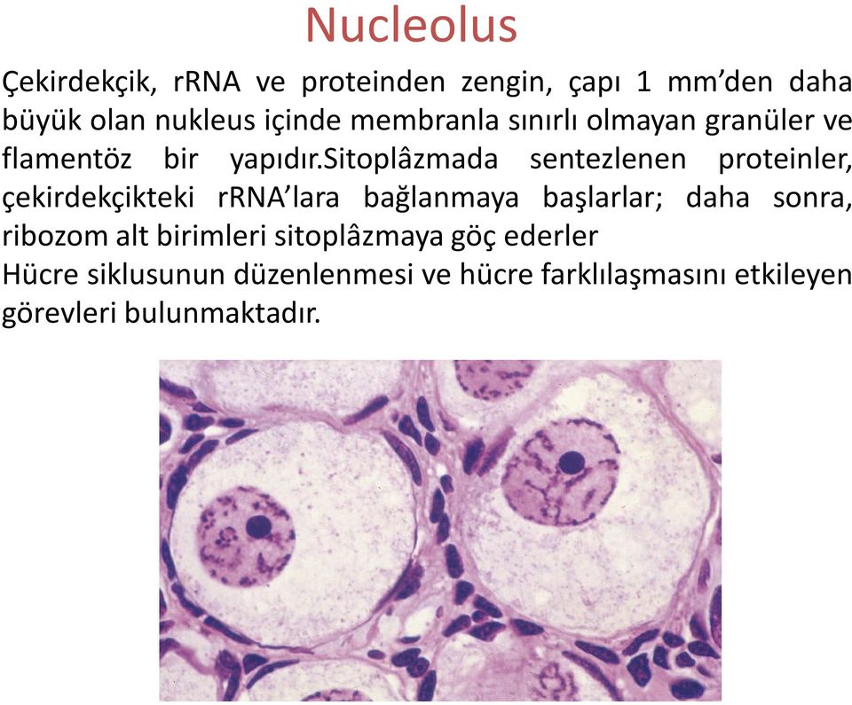 sitoplâzmada sentezlenen proteinler, çekirdekçikteki rrna lara bağlanmaya başlarlar; daha sonra,