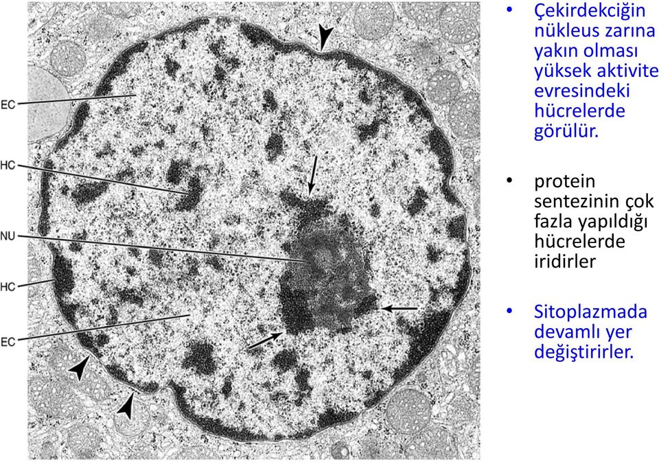 protein sentezinin çok fazla yapıldığı