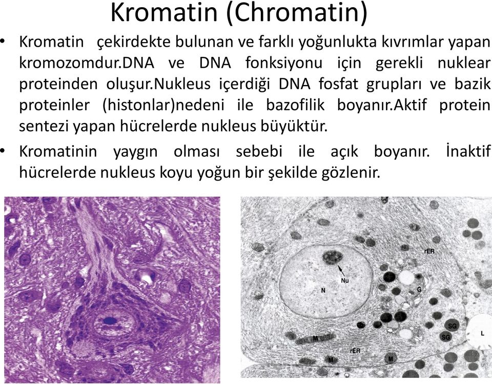 nukleus içerdiği DNA fosfat grupları ve bazik proteinler (histonlar)nedeni ile bazofilik boyanır.