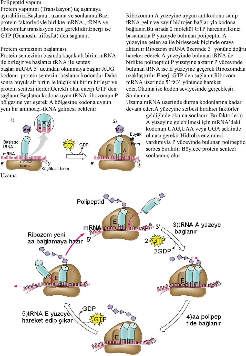 mrna 5 ucundan okunmaya başlar AUG kodonu protein sentezini başlatıcı kodondur.daha sonra büyük alt birim le küçük alt birim birleşir ve protein sentezi ilerler.gerekli olan enerji GTP den sağlanır.