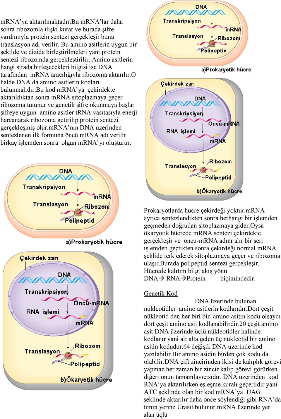 Amino asitlerin hangi sırada birleşecekleri bilgisi ise DNA tarafından mrna aracılığıyla ribozoma aktarılır.o halde DNA da amino asitlerin kodları bulunmalıdır.