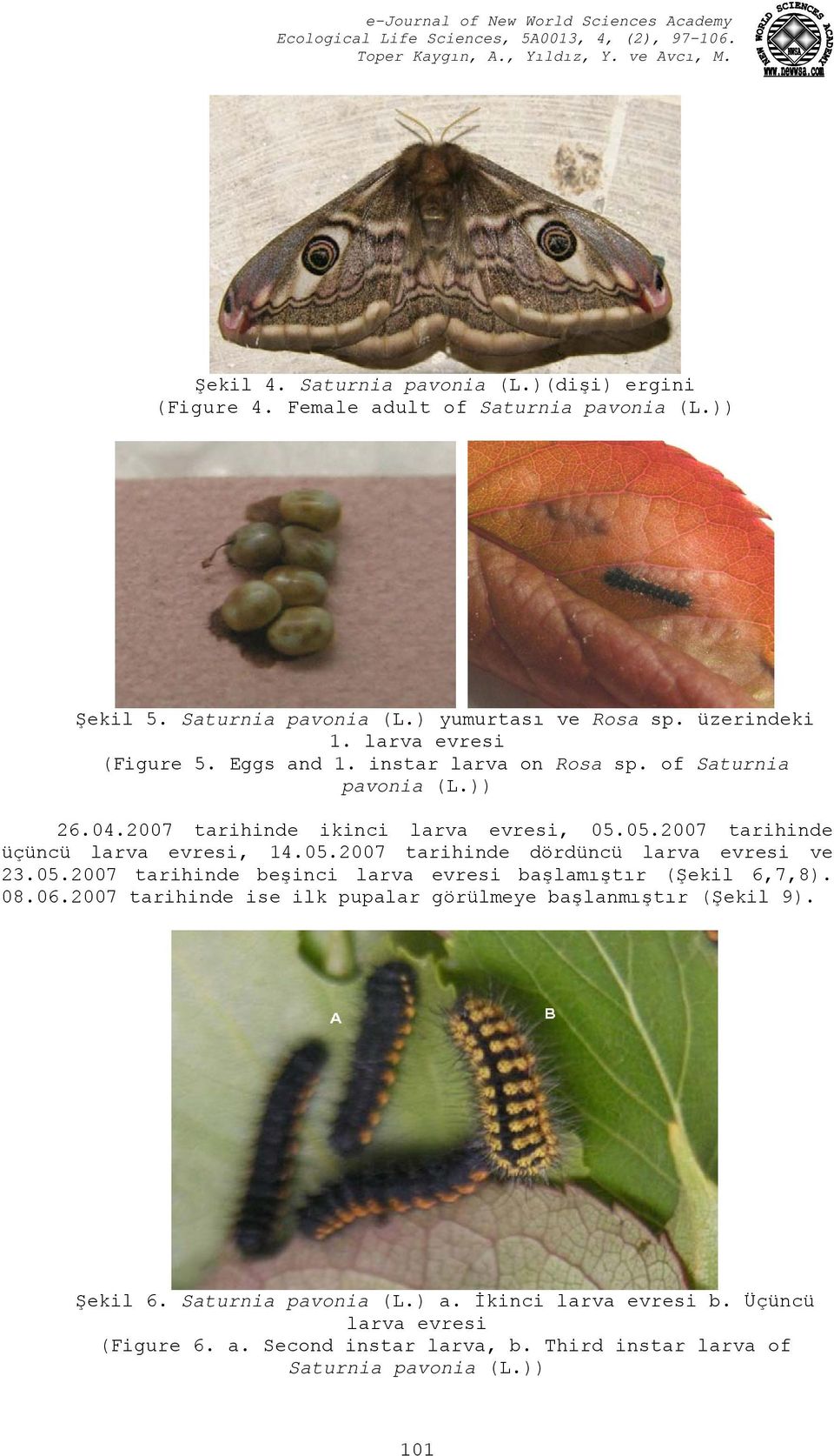 05.2007 tarihinde dördüncü larva evresi ve 23.05.2007 tarihinde beşinci larva evresi başlamıştır (Şekil 6,7,8). 08.06.