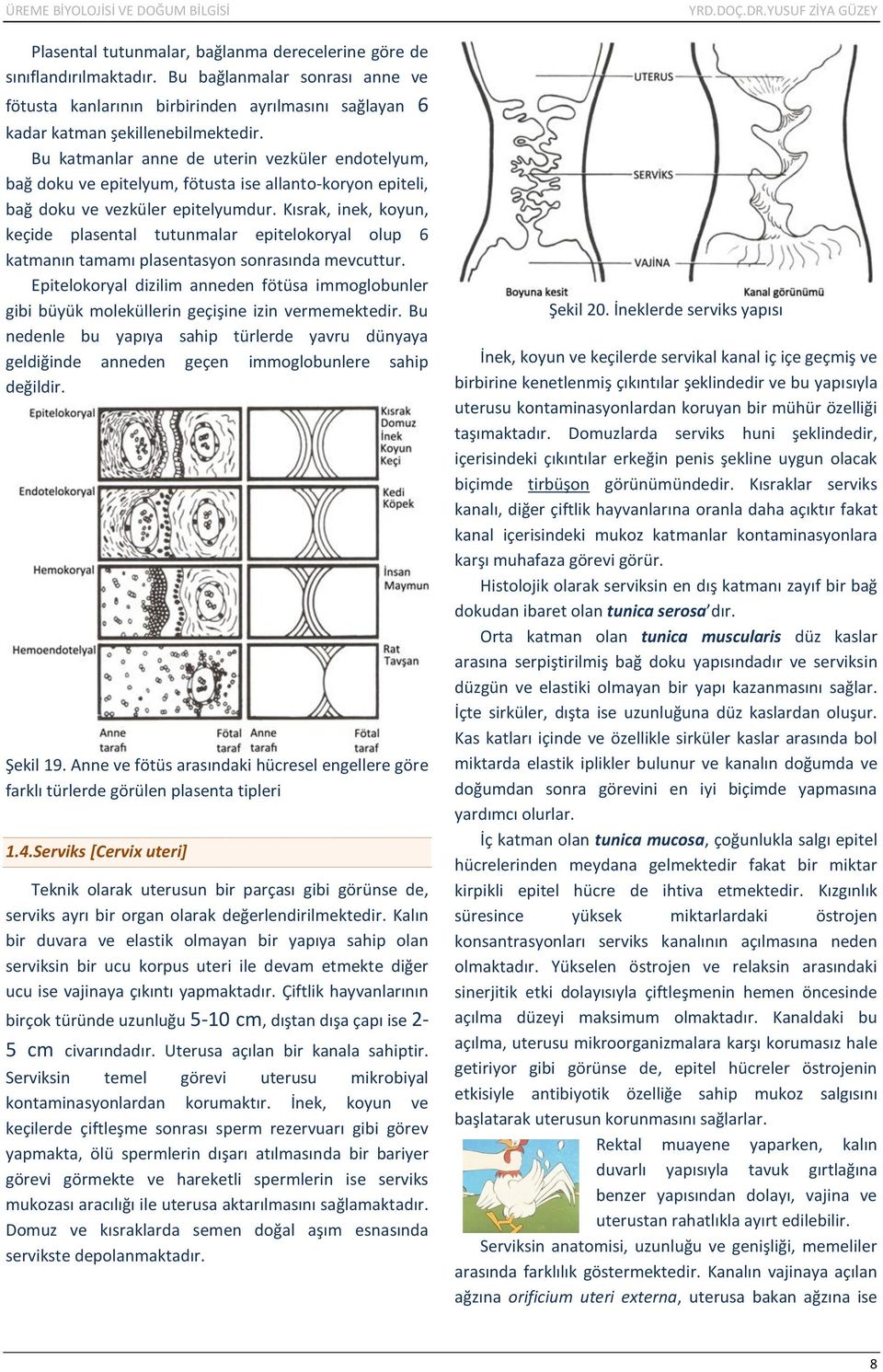 Kısrak, inek, koyun, keçide plasental tutunmalar epitelokoryal olup 6 katmanın tamamı plasentasyon sonrasında mevcuttur.