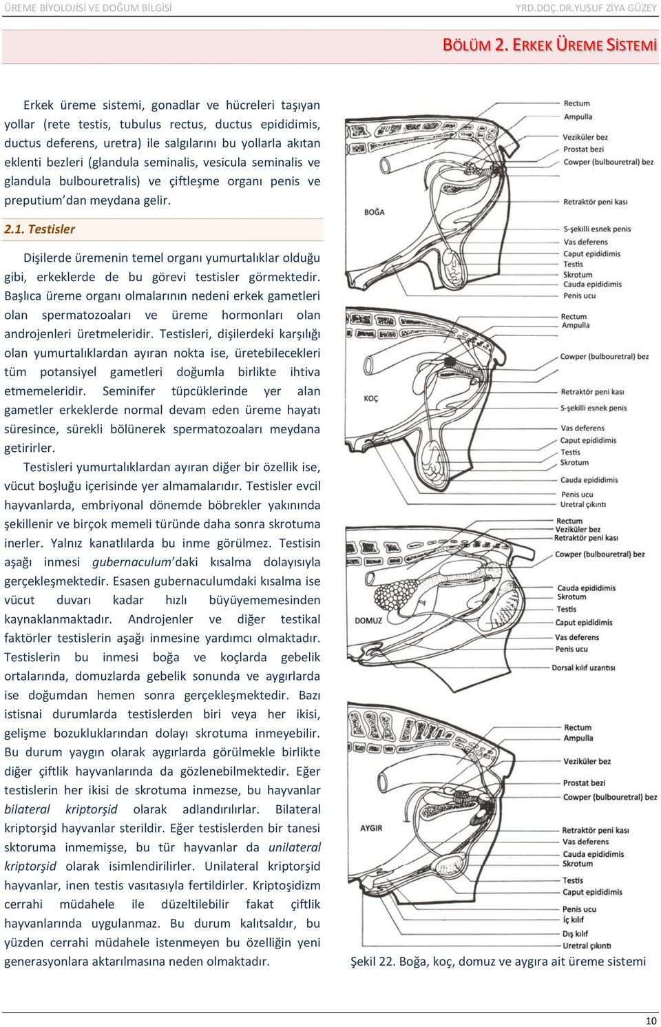 bezleri (glandula seminalis, vesicula seminalis ve glandula bulbouretralis) ve çiftleşme organı penis ve preputium dan meydana gelir. 2.1.