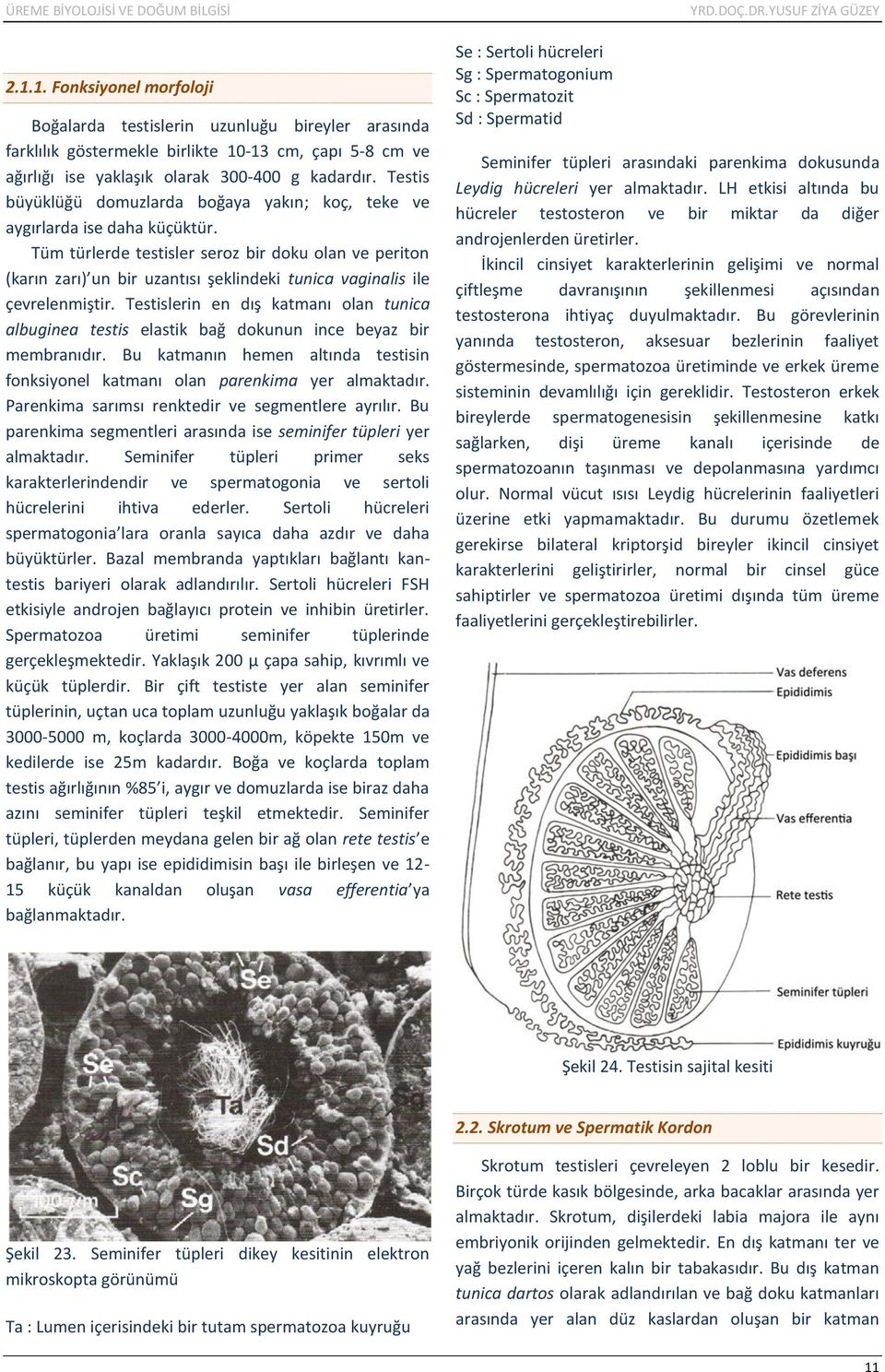 Tüm türlerde testisler seroz bir doku olan ve periton (karın zarı) un bir uzantısı şeklindeki tunica vaginalis ile çevrelenmiştir.