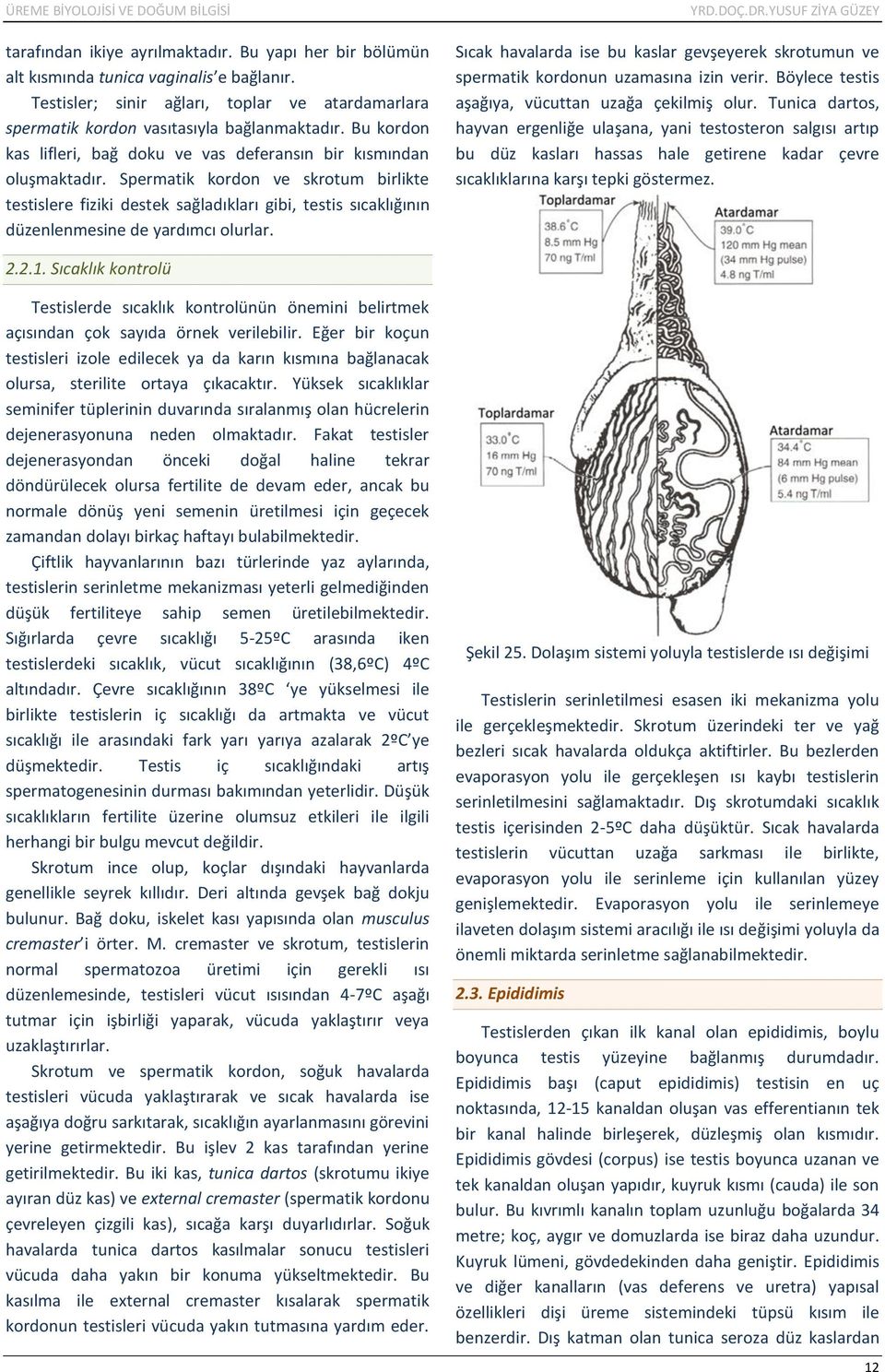 Spermatik kordon ve skrotum birlikte testislere fiziki destek sağladıkları gibi, testis sıcaklığının düzenlenmesine de yardımcı olurlar.