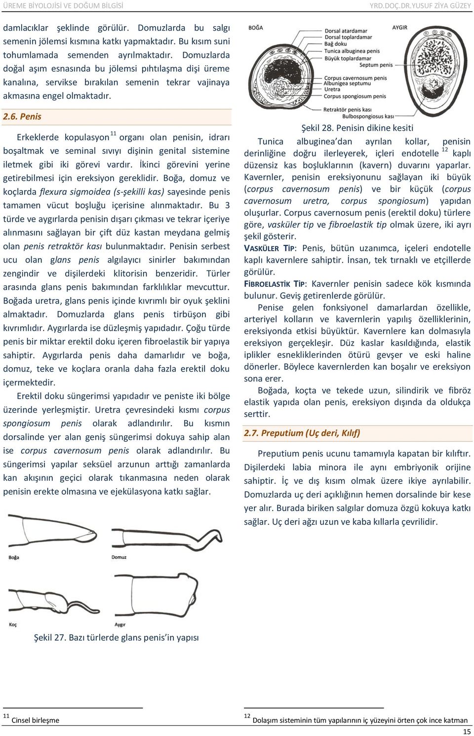 Penis Erkeklerde kopulasyon 11 organı olan penisin, idrarı boşaltmak ve seminal sıvıyı dişinin genital sistemine iletmek gibi iki görevi vardır.