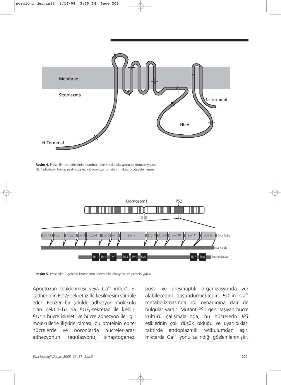 Kromozom1 PS2 pq Exon 1A Exon 1B Exon 2 Exon3 Exon 4 Exon 5 Exon 6 Exon 7 Exon 8 Exon 9 Exon 10 Exon 11 Exon 12 DNA 24 kb RNA 2.4 kb TM1 TM2 TM3 TM4 TM5 TM6 TM7 TM8 Protein 448 aa Resim 5.