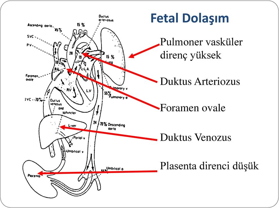 Duktus Arteriozus Foramen