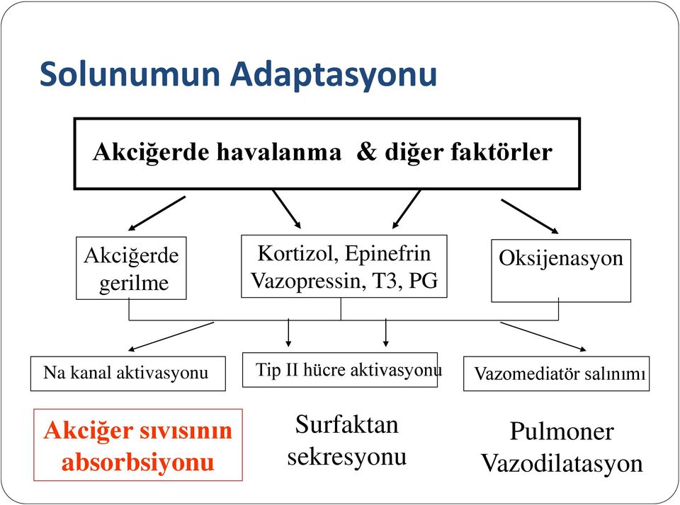 Oksijenasyon Na kanal aktivasyonu Akciğer sıvısının absorbsiyonu Tip