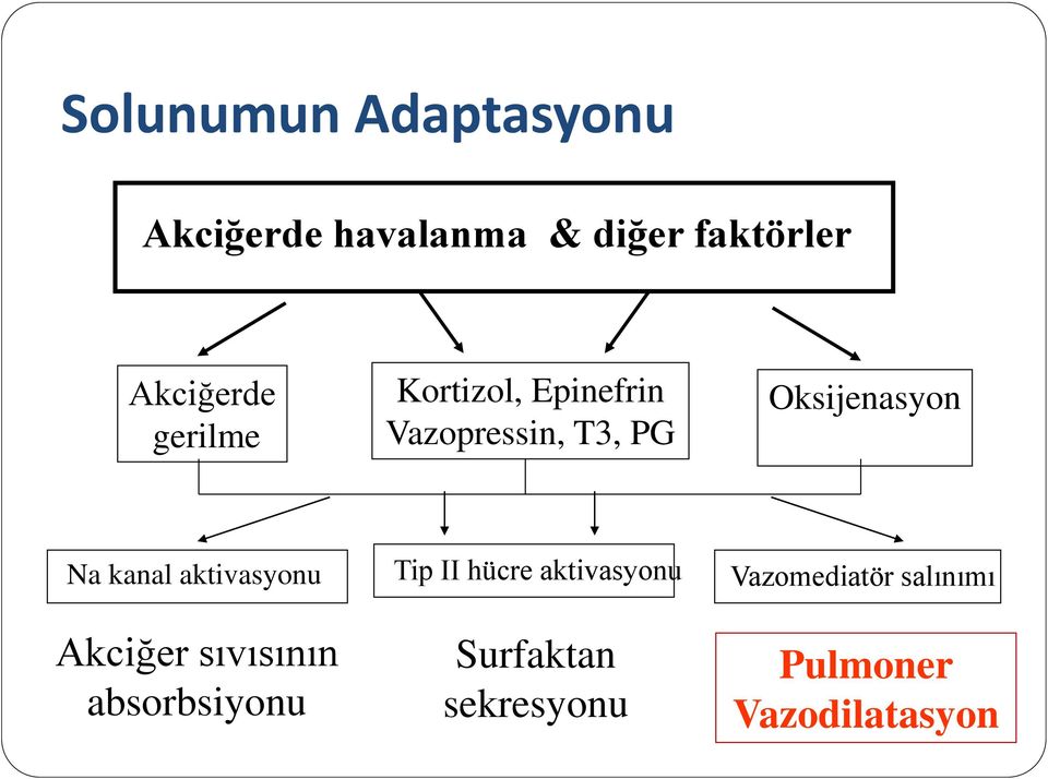 Oksijenasyon Na kanal aktivasyonu Akciğer sıvısının absorbsiyonu Tip