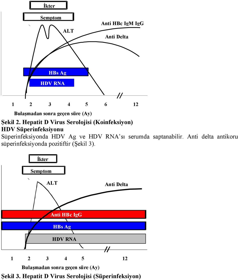 saptanabilir. Anti delta antikoru süperinfeksiyonda pozitiftir (Şekil 3).