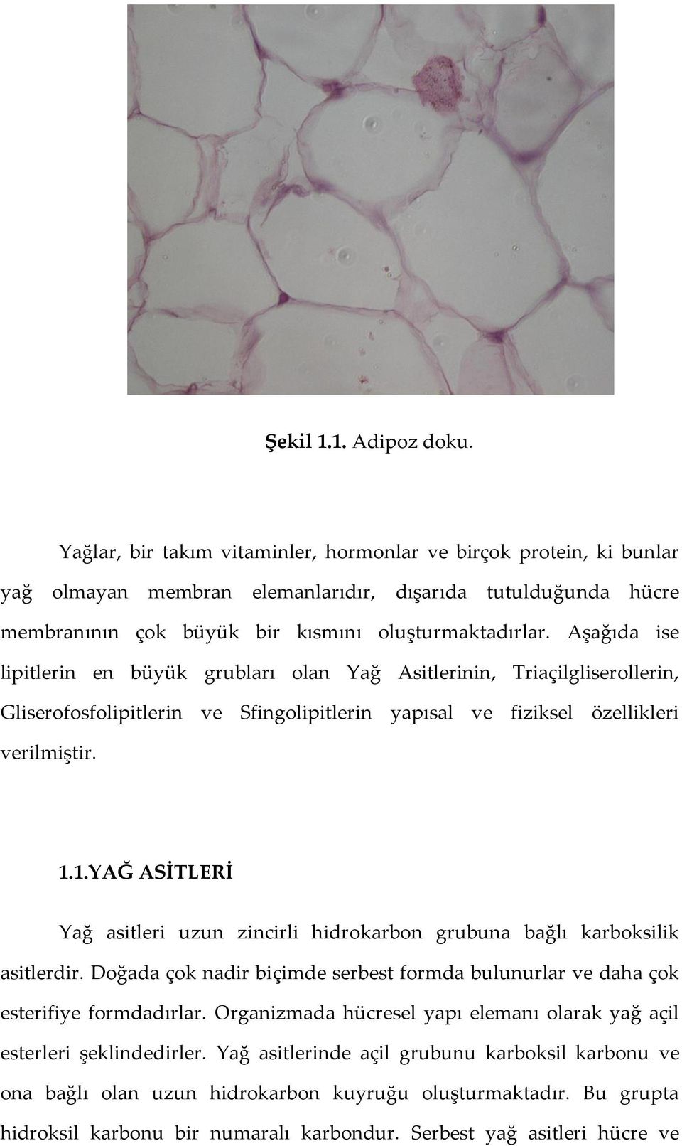 Aşağıda ise lipitlerin en büyük grubları olan Yağ Asitlerinin, Triaçilgliserollerin, Gliserofosfolipitlerin ve Sfingolipitlerin yapısal ve fiziksel özellikleri verilmiştir. 1.