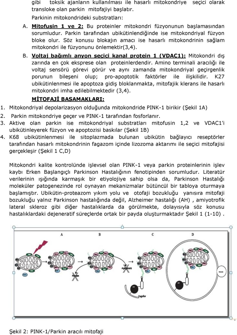 Söz konusu blokajın amacı ise hasarlı mitokondrinin sağlam mitokondri ile füzyonunu önlemektir(3,4). B.