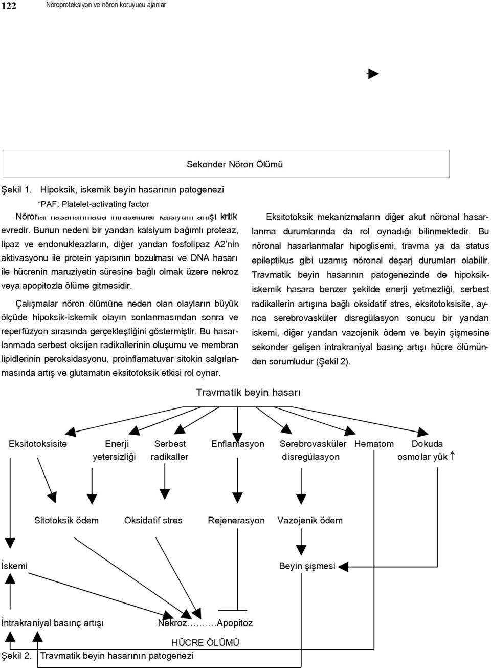 Bunun nedeni bir yandan kalsiyum bağımlı proteaz, lipaz ve endonukleazların, diğer yandan fosfolipaz A2 nin aktivasyonu ile protein yapısının bozulması ve DNA hasarı ile hücrenin maruziyetin süresine