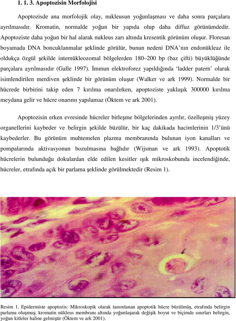 Floresan boyamada DNA boncuklanmalar şeklinde görülür, bunun nedeni DNA nın endonükleaz ile oldukça özgül şekilde internükleozomal bölgelerden 180 200 bp (baz çifti) büyüklüğünde parçalara