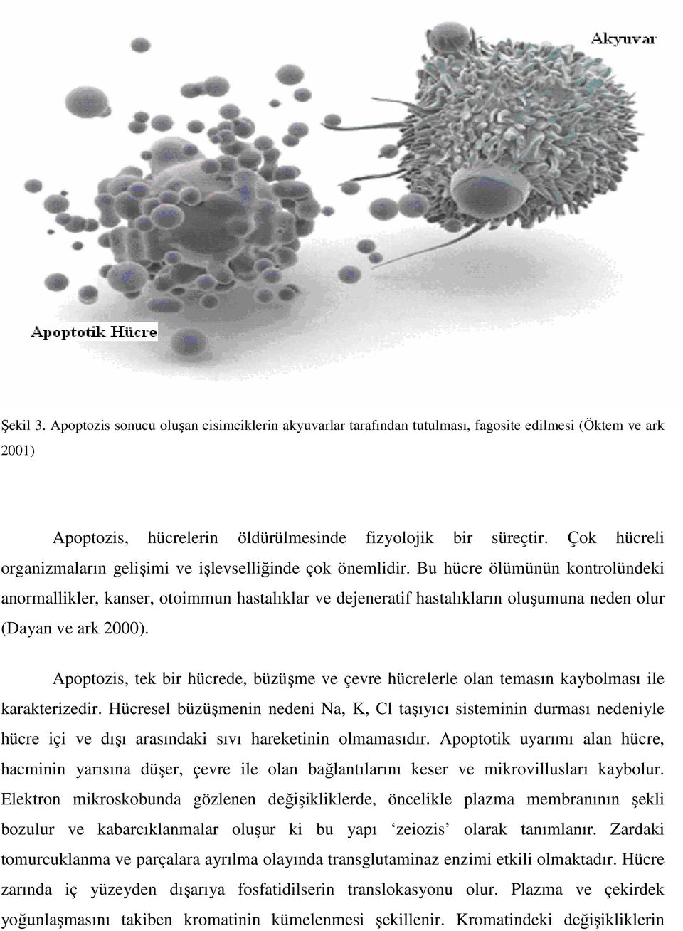 Bu hücre ölümünün kontrolündeki anormallikler, kanser, otoimmun hastalıklar ve dejeneratif hastalıkların oluşumuna neden olur (Dayan ve ark 2000).