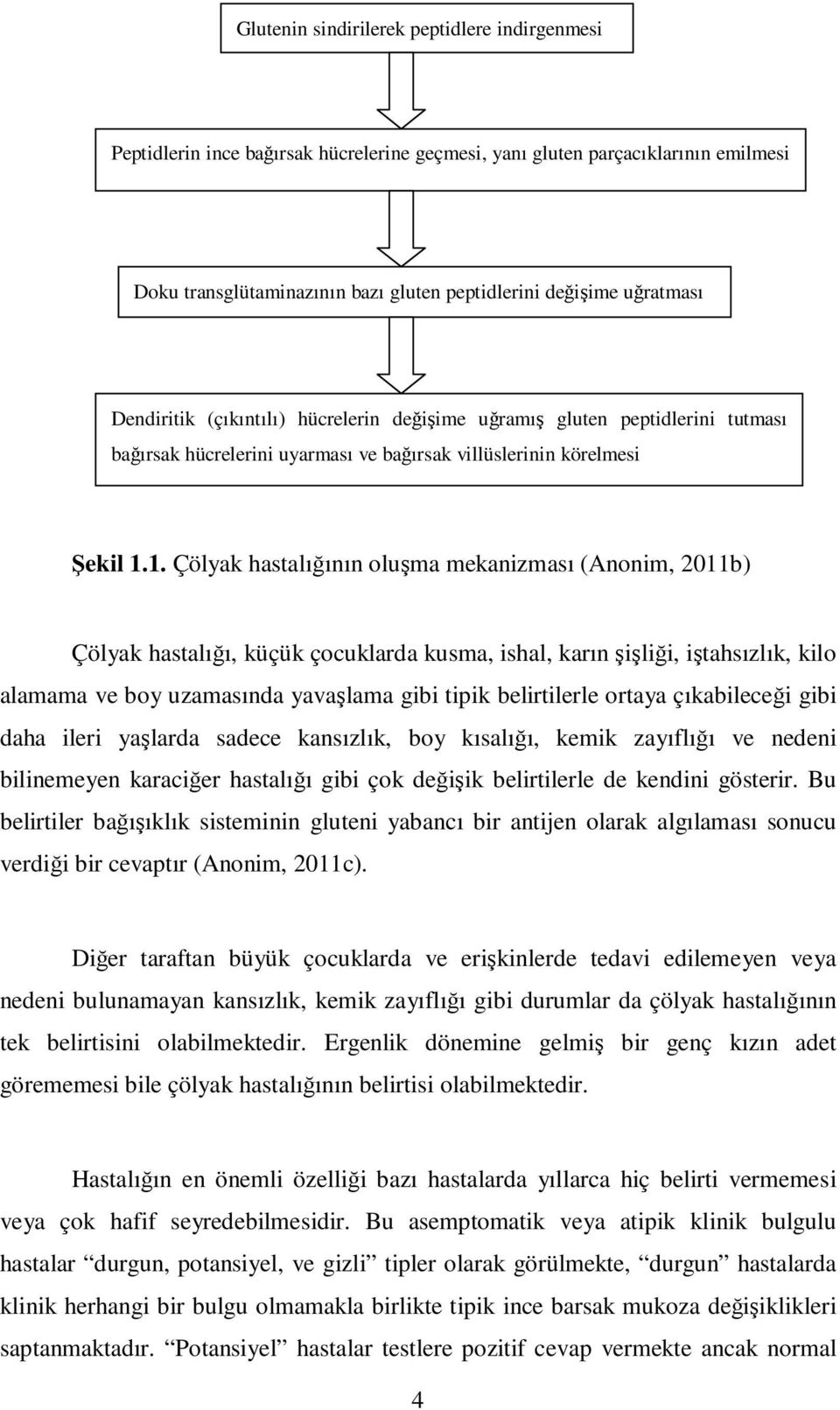 1. Çölyak hastalığının oluşma mekanizması (Anonim, 2011b) Çölyak hastalığı, küçük çocuklarda kusma, ishal, karın şişliği, iştahsızlık, kilo alamama ve boy uzamasında yavaşlama gibi tipik belirtilerle