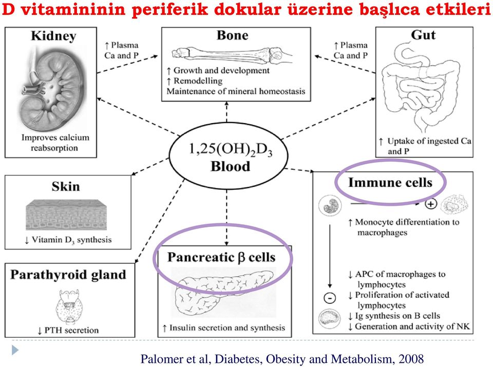 etkileri Palomer et al,