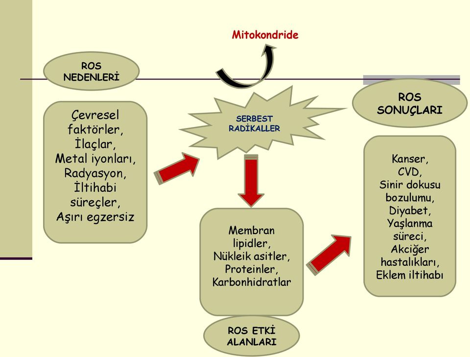 asitler, Proteinler, Karbonhidratlar RS SUÇLARI Kanser, CVD, Sinir dokusu