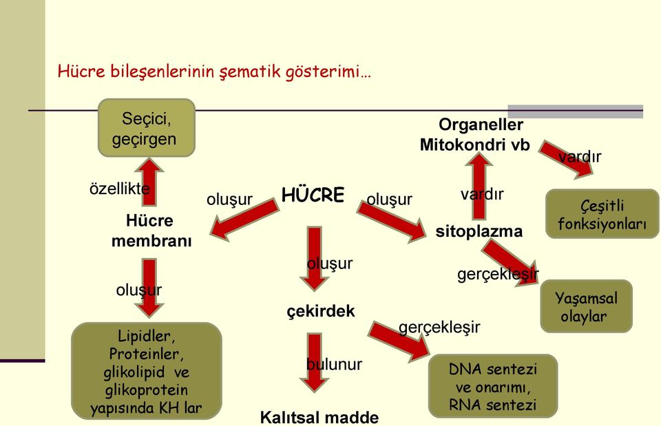 yapısında KH lar oluşur HÜCRE oluşur çekirdek bulunur Kalıtsal madde oluşur vardır