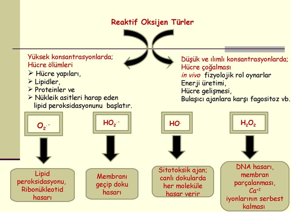 Düşük ve ılımlı konsantrasyonlarda; Hücre çoğalması in vivo fizyolojik rol oynarlar Enerji üretimi, Hücre gelişmesi, Bulaşıcı