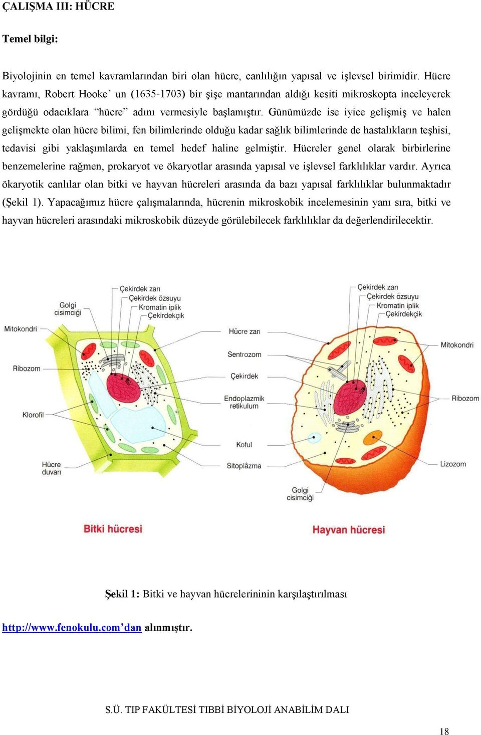 Günümüzde ise iyice gelişmiş ve halen gelişmekte olan hücre bilimi, fen bilimlerinde olduğu kadar sağlık bilimlerinde de hastalıkların teşhisi, tedavisi gibi yaklaşımlarda en temel hedef haline