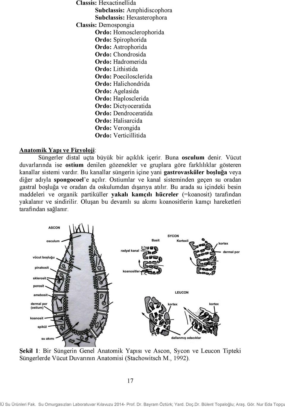 Anatomik Yapı ve Fizyoloji: Süngerler distal uçta büyük bir açıklık içerir. Buna osculum denir.