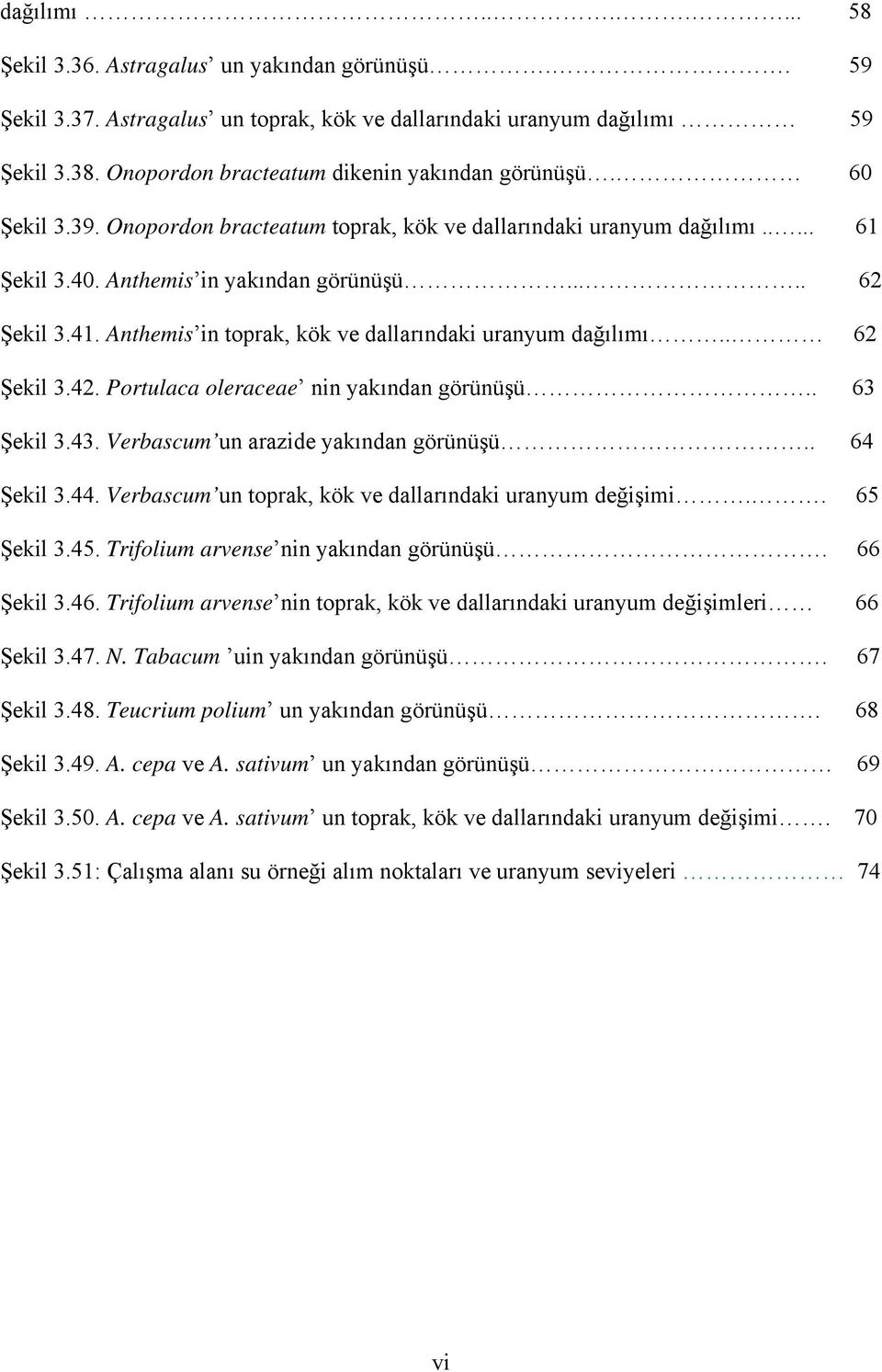 Anthemis in toprak, kök ve dallarındaki uranyum dağılımı.. 62 Şekil 3.42. Portulaca oleraceae nin yakından görünüşü.. 63 Şekil 3.43. Verbascum un arazide yakından görünüşü.. 64 Şekil 3.44.