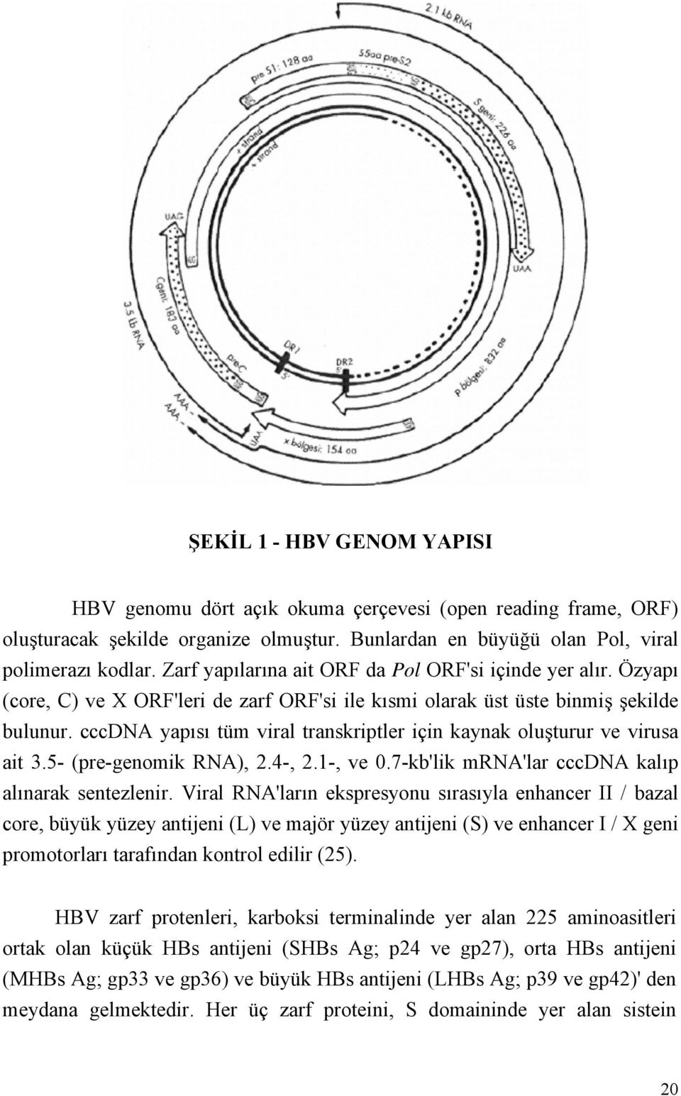 cccdna yapısı tüm viral transkriptler için kaynak oluşturur ve virusa ait 3.5- (pre-genomik RNA), 2.4-, 2.1-, ve 0.7-kb'lik mrna'lar cccdna kalıp alınarak sentezlenir.