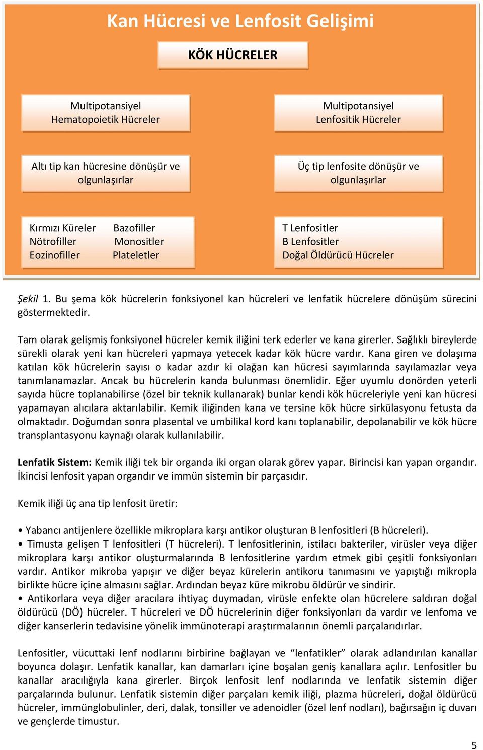 Bu şema kök hücrelerin fonksiyonel kan hücreleri ve lenfatik hücrelere dönüşüm sürecini göstermektedir. Tam olarak gelişmiş fonksiyonel hücreler kemik iliğini terk ederler ve kana girerler.