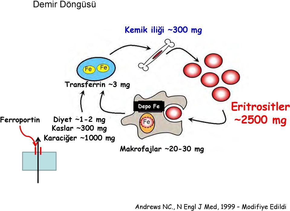 ~1000 mg Depo Fe Makrofajlar ~20-30 mg Eritrositler