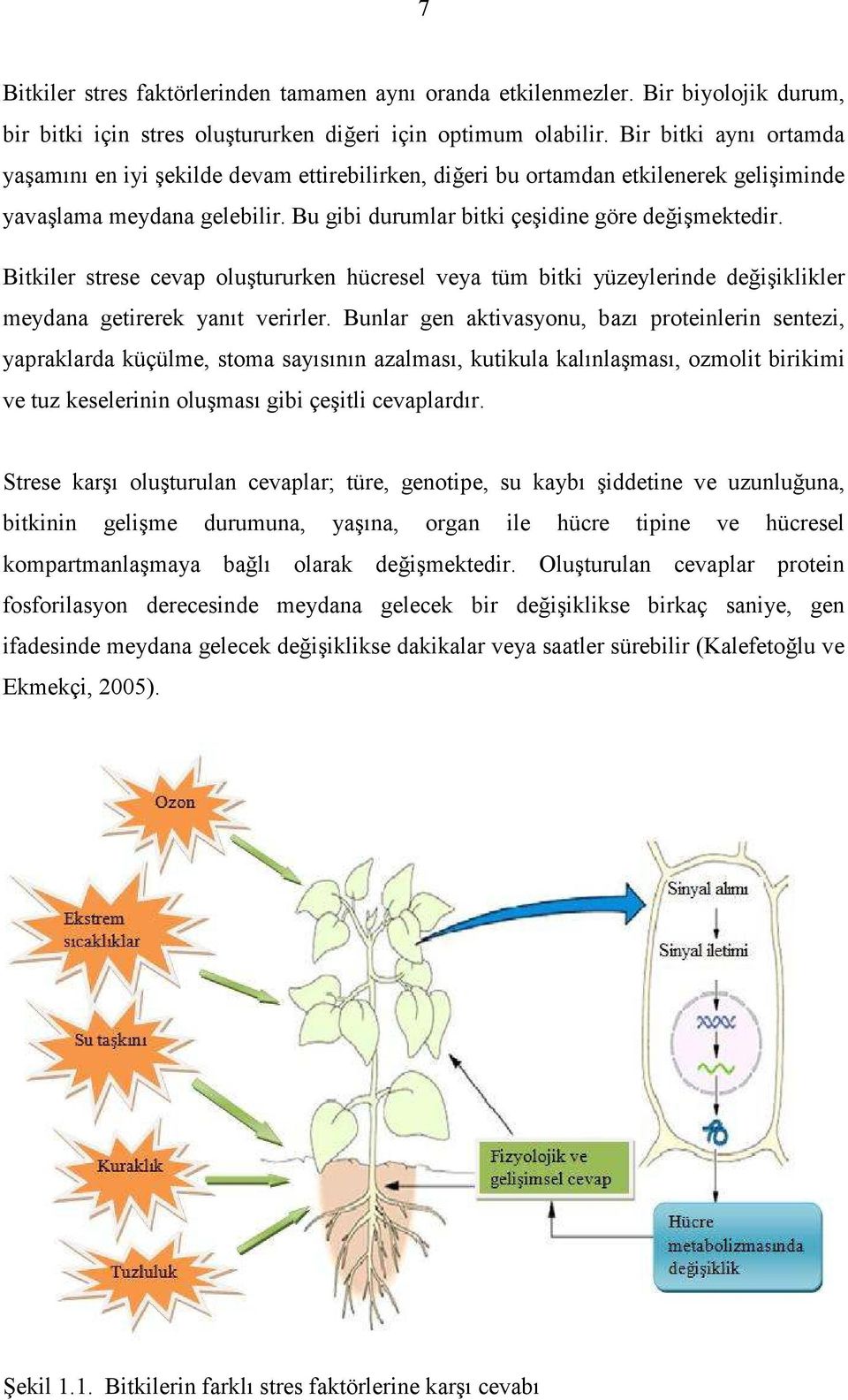 Bitkiler strese cevap oluştururken hücresel veya tüm bitki yüzeylerinde değişiklikler meydana getirerek yanıt verirler.