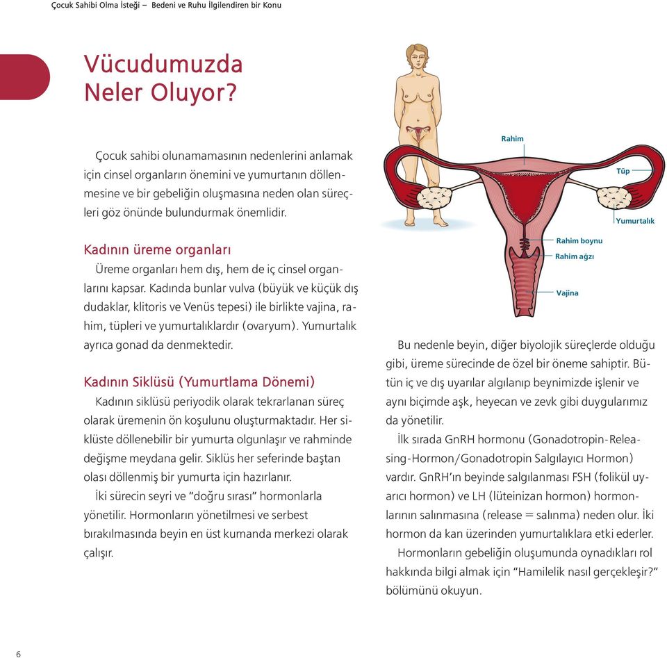 Rahim Tüp Yumurtalık Kadının üreme organları Üreme organları hem dış, hem de iç cinsel organlarını kapsar.