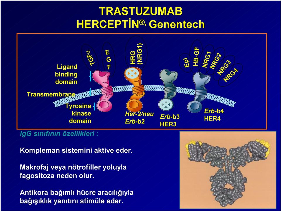 Erb-b2 Erb-b3 HER3 Erb-b4 HER4 Kompleman sistemini aktive eder.