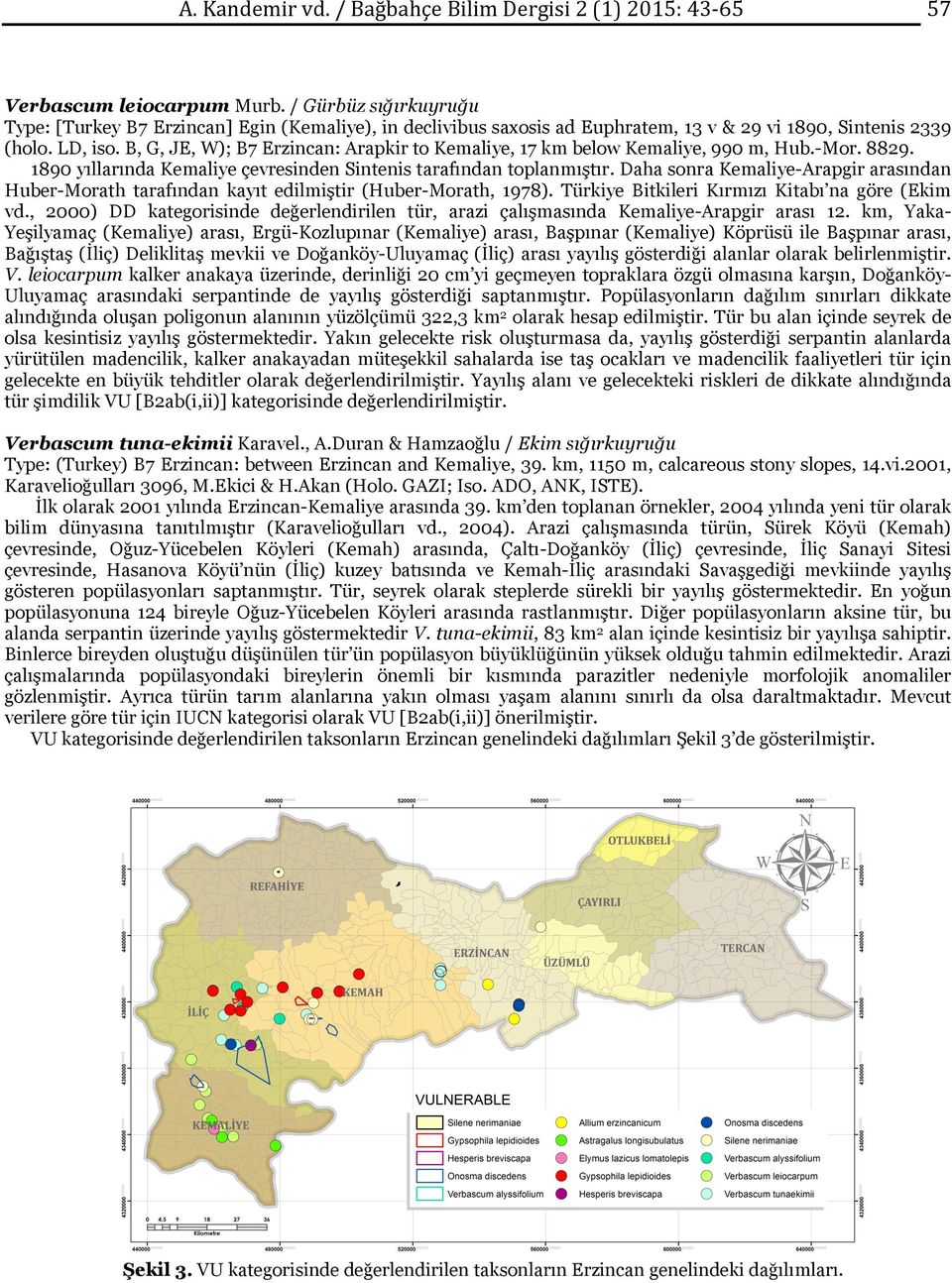 B, G, JE, W); B7 Erzincan: Arapkir to Kemaliye, 17 km below Kemaliye, 990 m, Hub.-Mor. 8829. 1890 yıllarında Kemaliye çevresinden Sintenis tarafından toplanmıştır.