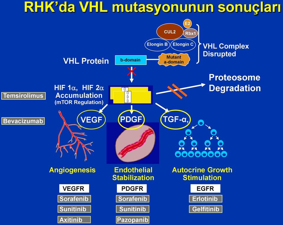 Degradation Bevacizumab VEGF PDGF TGF-α, Angiogenesis Endothelial Stabilization Autocrine Growth