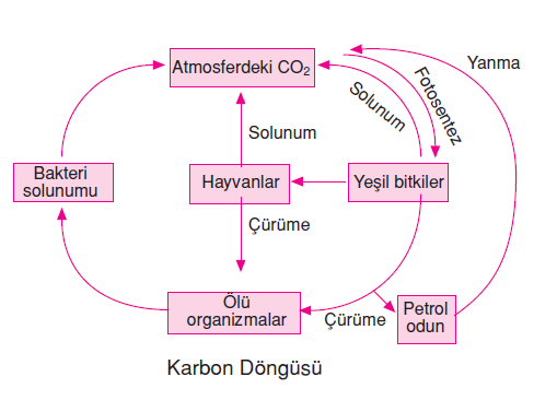 Karbon ve