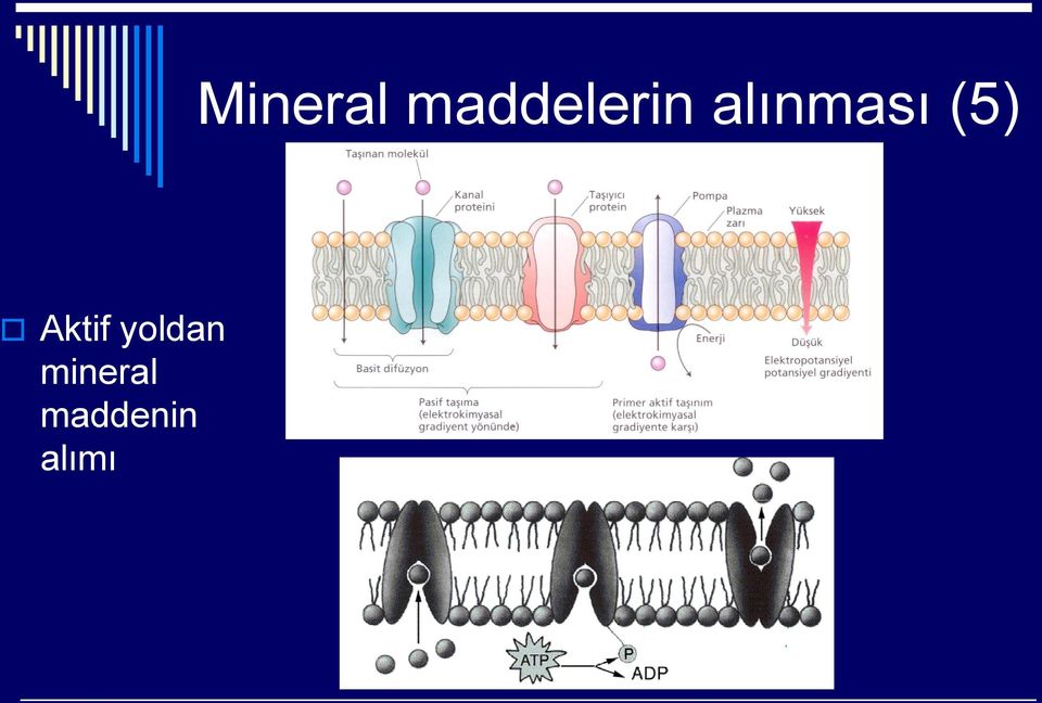 alımı Mineral