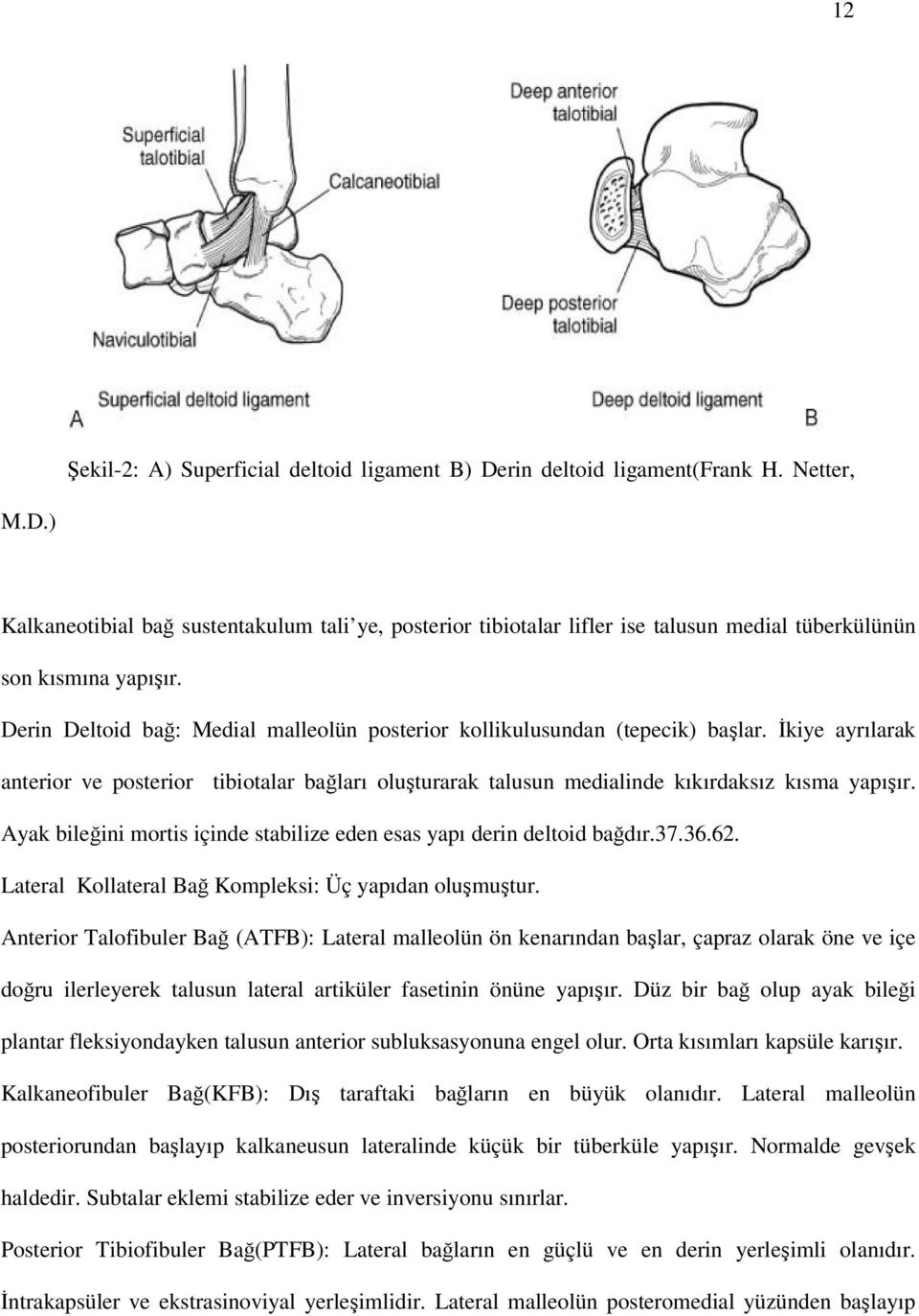 Ayak bileğini mortis içinde stabilize eden esas yapı derin deltoid bağdır.37.36.62. Lateral Kollateral Bağ Kompleksi: Üç yapıdan oluşmuştur.