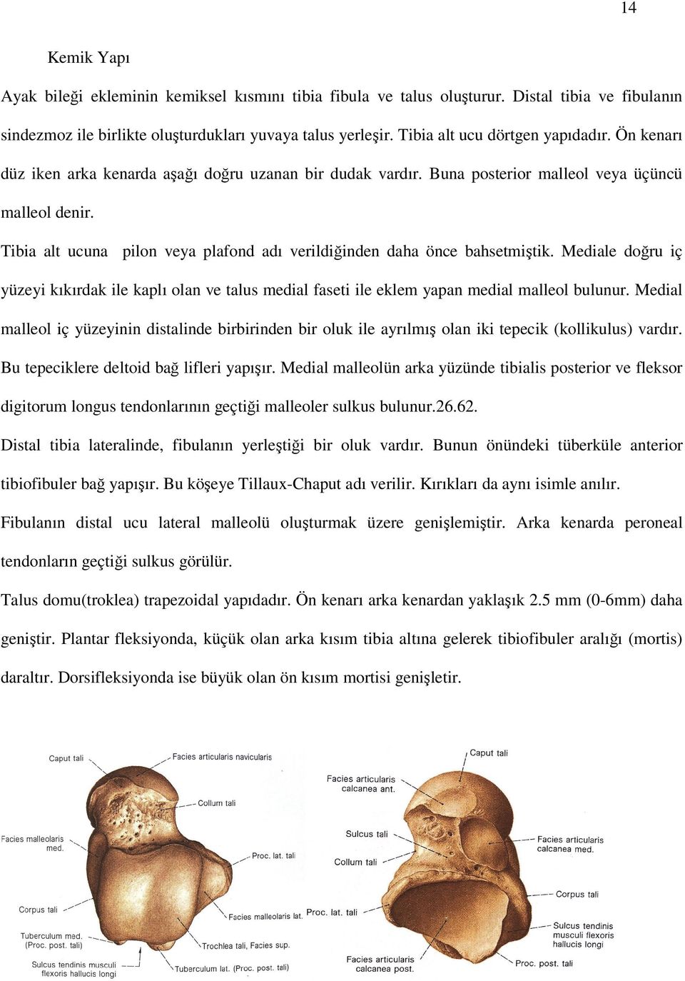 Tibia alt ucuna pilon veya plafond adı verildiğinden daha önce bahsetmiştik. Mediale doğru iç yüzeyi kıkırdak ile kaplı olan ve talus medial faseti ile eklem yapan medial malleol bulunur.