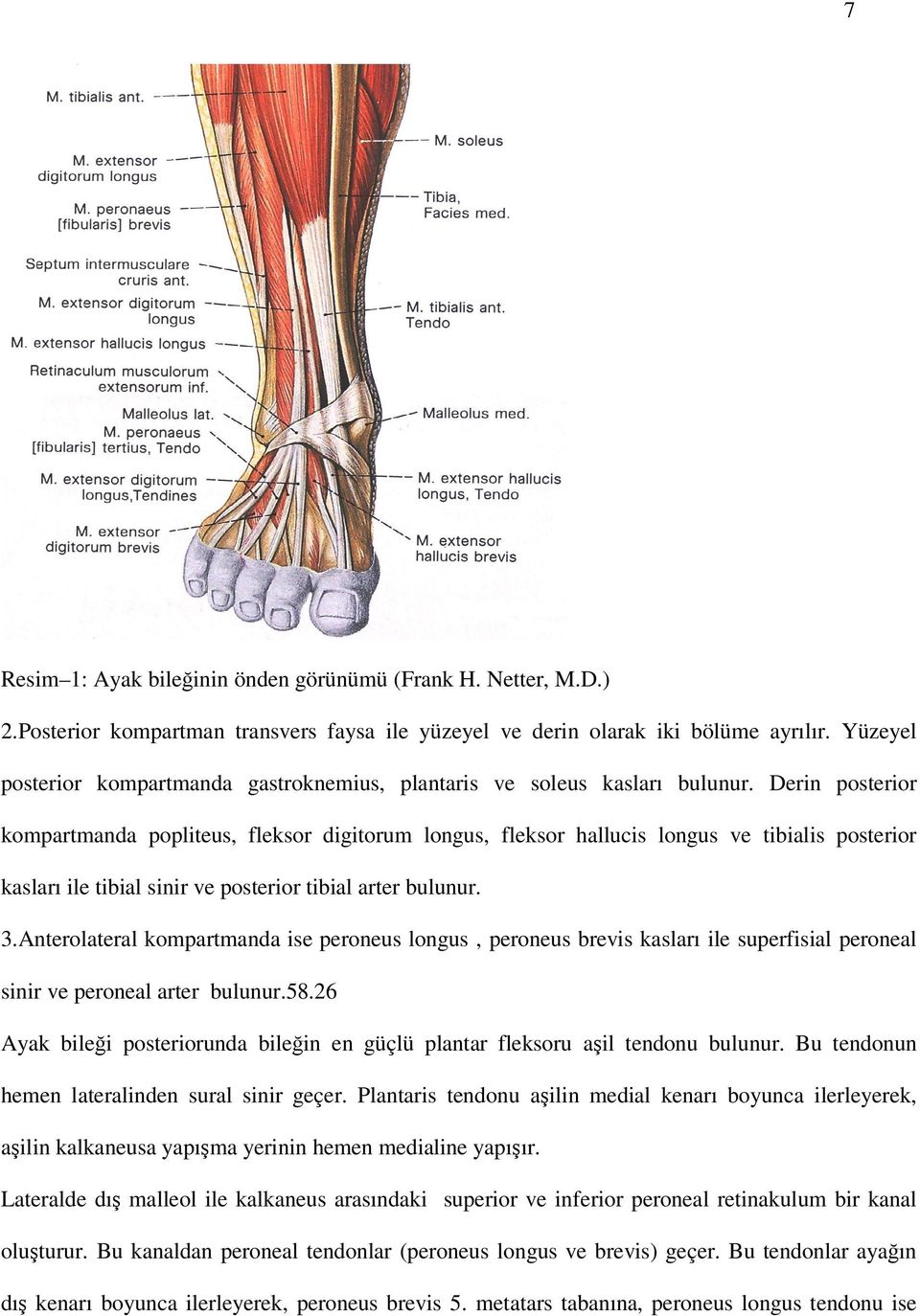 Derin posterior kompartmanda popliteus, fleksor digitorum longus, fleksor hallucis longus ve tibialis posterior kasları ile tibial sinir ve posterior tibial arter bulunur. 3.