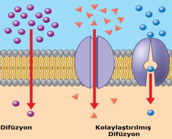 2. Kolaylaştırılmış Difüzyon: 2.