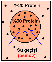 Ozmotik Basınç Bir hücre kendisinden daha az yoğun bir ortama konduğunda