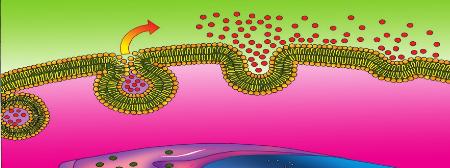 2. Ekzositoz Hücre zarından geçemeyecek kadar büyük maddelerin hücre dışına atılması olayına ekzositoz denir.