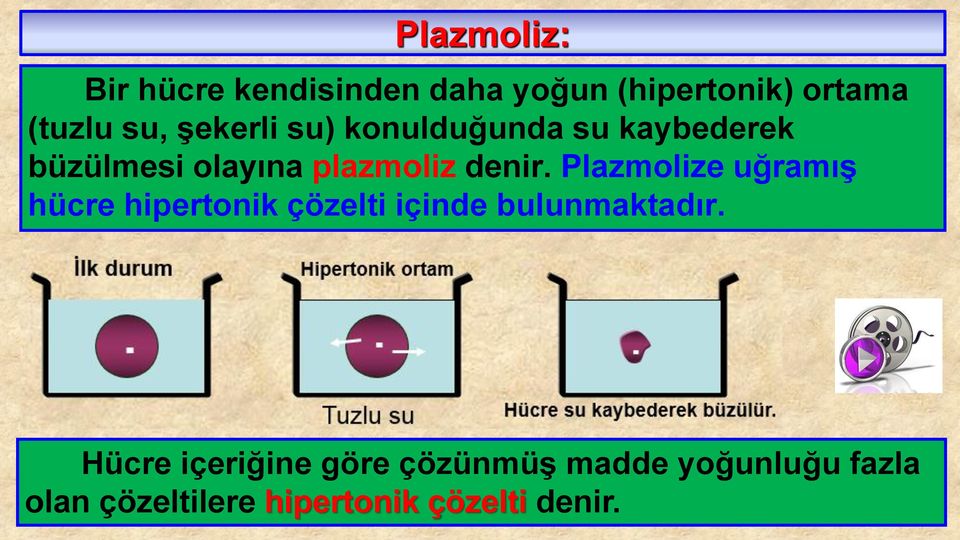 Plazmolize uğramış hücre hipertonik çözelti içinde bulunmaktadır.