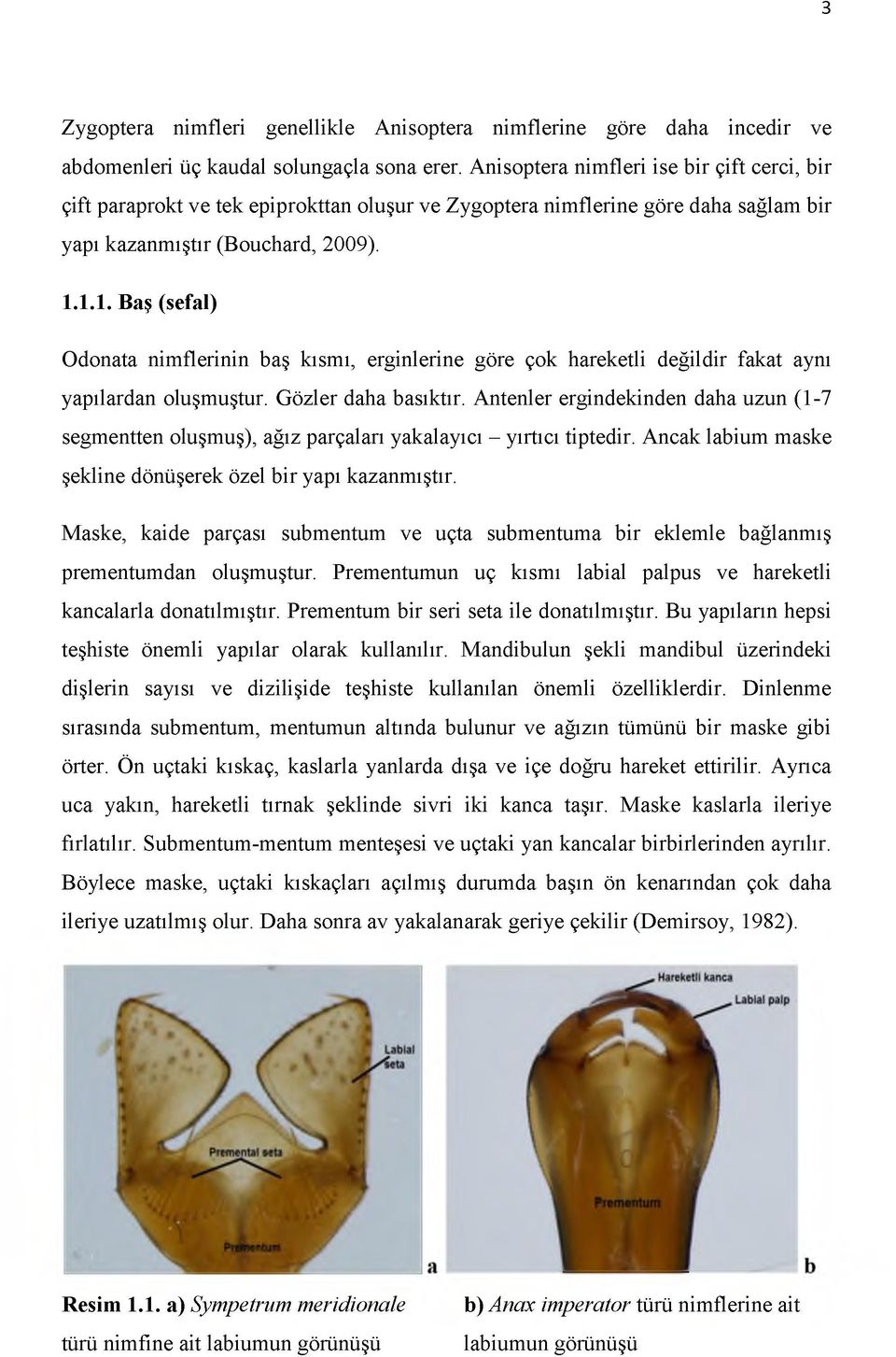 1.1. Baş (sefal) Odonata nimflerinin baş kısmı, erginlerine göre çok hareketli değildir fakat aynı yapılardan oluşmuştur. Gözler daha basıktır.