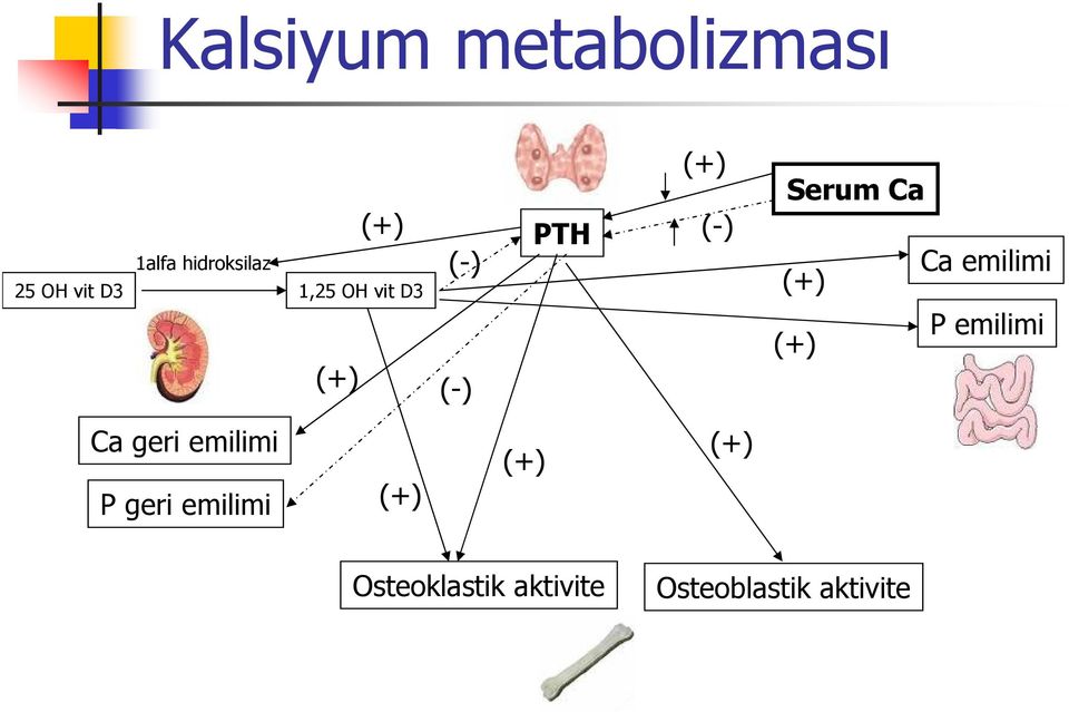 (+) (+) (-) (+) P emilimi Ca geri emilimi P geri