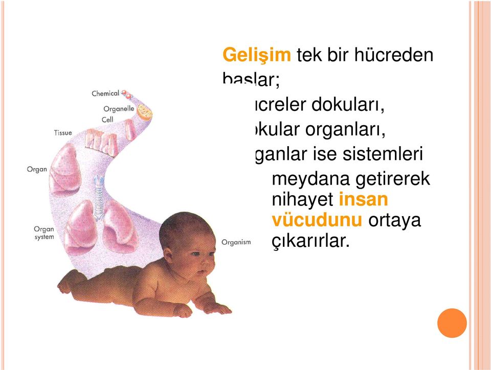 organlar ise sistemleri meydana